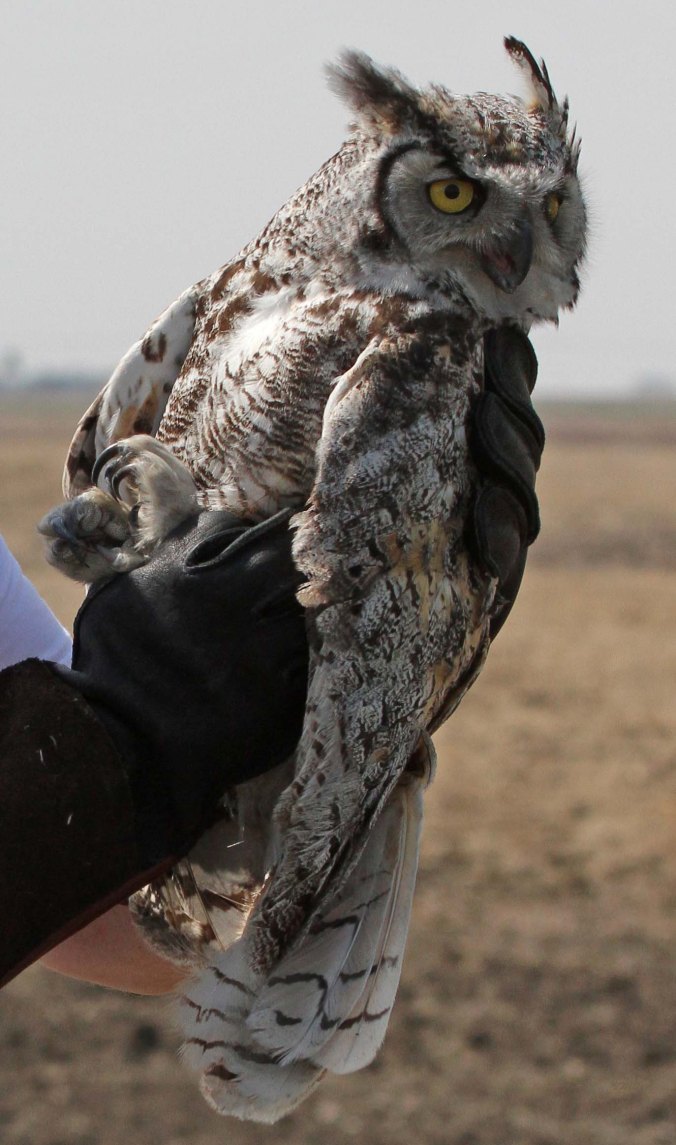 jpRescuedowlIMG_7013