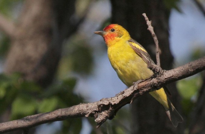 jpWesternTanIMG_8127