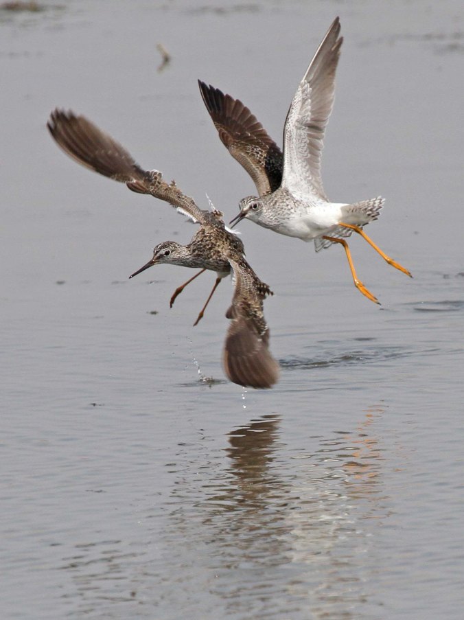 jpYellowlegsIMG_6991