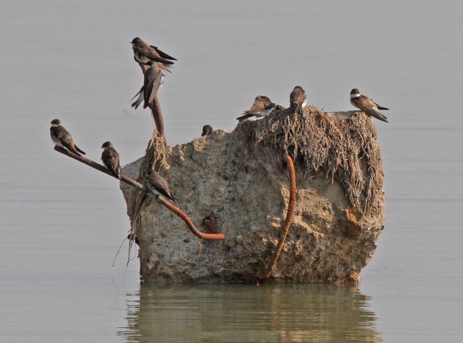 jpBankSwallowsIMG_7252